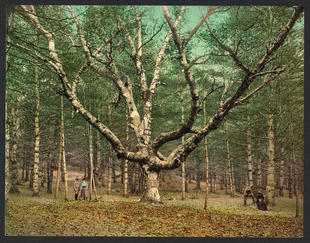 A hand-tinted 1900 photochrom by Detroit Publishing of the Wizard Tree, a giant gnarled white birch in Cathedral Woods, Intervale, New Hampshire, with three figures standing at its base for scale and a crouching figure with a basket on the right.