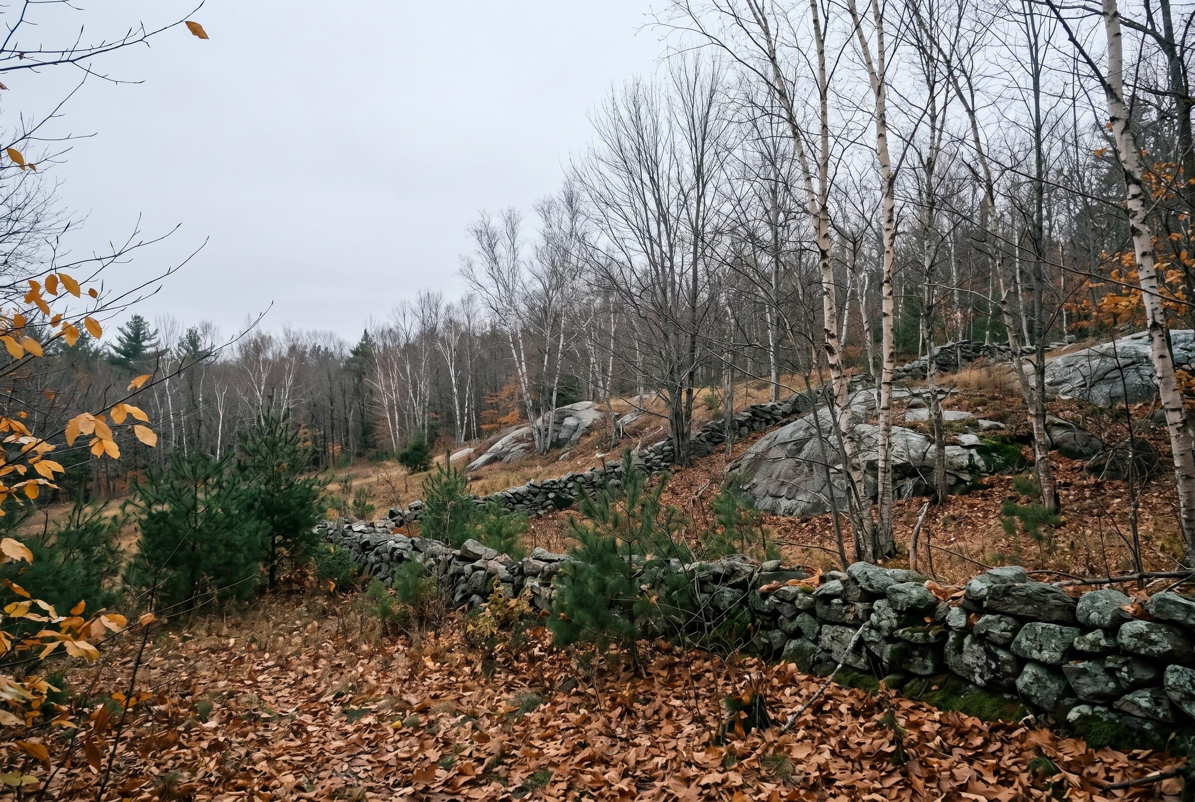 An overcast New Hampshire clearing edged with second-growth woods, the look of land just beginning to come back.