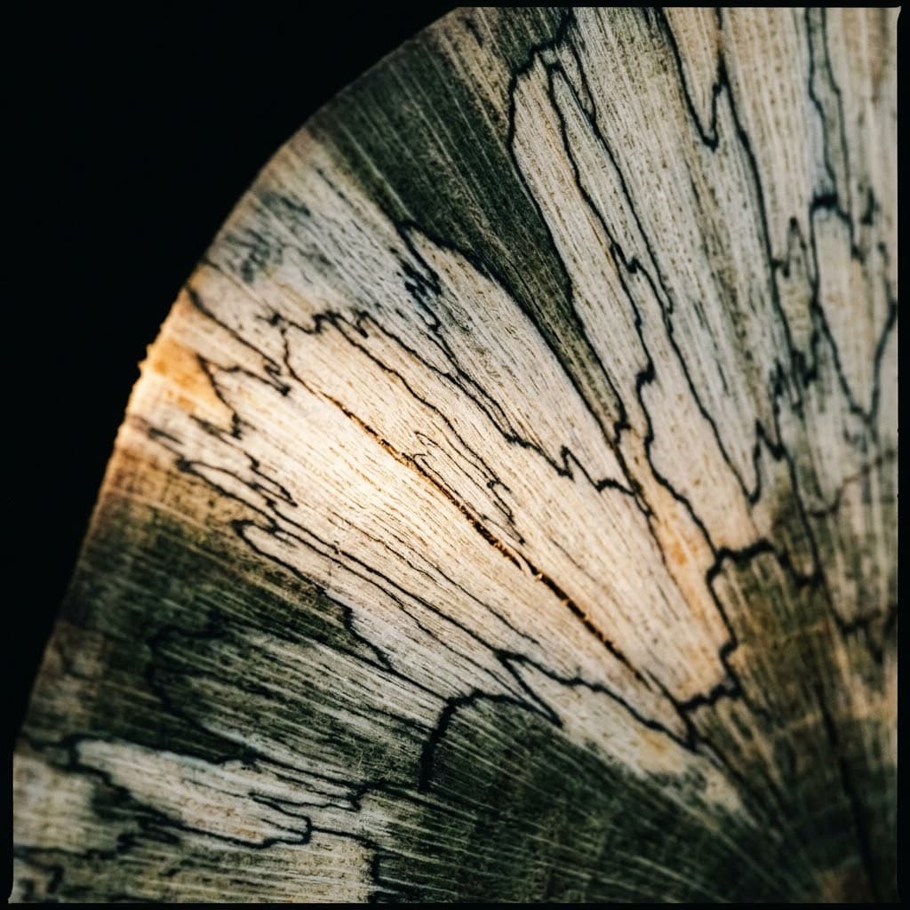 A close-up of spalted wood, the dark zone lines drawn through pale grain by competing fungi.