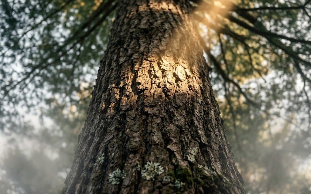 Sun rays piercing the canopy of a New Hampshire forest, looking up a single trunk.